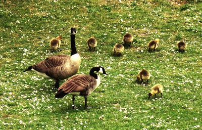 Ducks on field