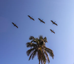 Low angle view of birds flying against clear sky