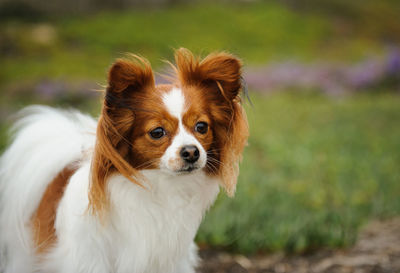 Close-up portrait of dog