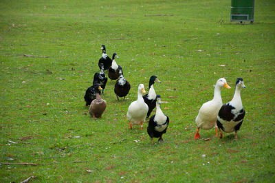 Ducks on field