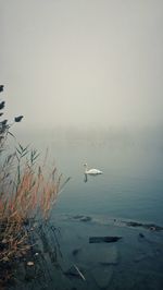 Swan swimming in lake during foggy weather