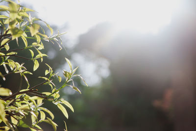 Close-up of plant against blurred background