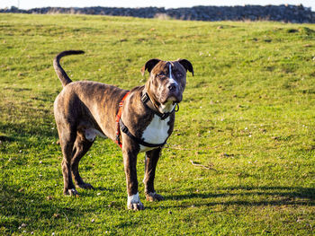 Dog standing on field