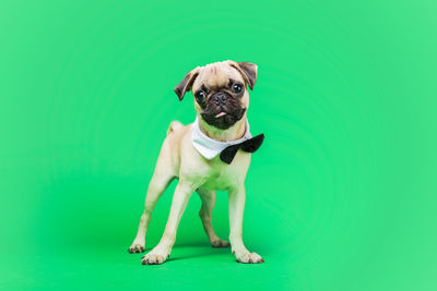 Studio shot of pug wearing bow tie