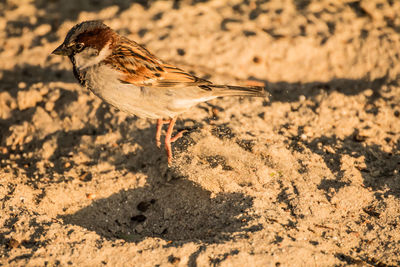 Male house sparrow or passer domesticus is a bird of the sparrow family passeridae