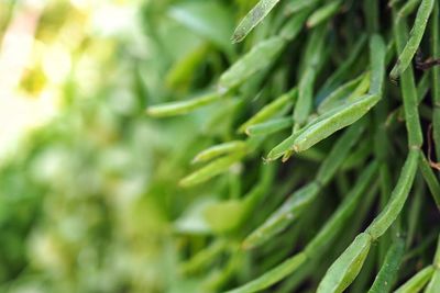 Close-up of fresh green leaf
