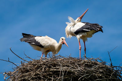 Low angle view of birds in nest against sky