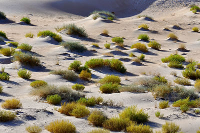 High angle view of plants on land