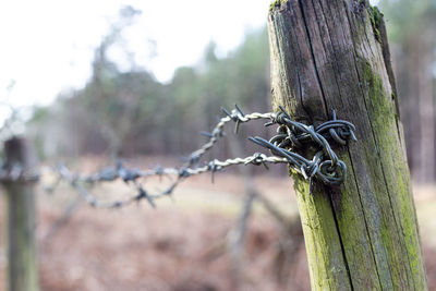 Close-up of barbed wire on tree trunk