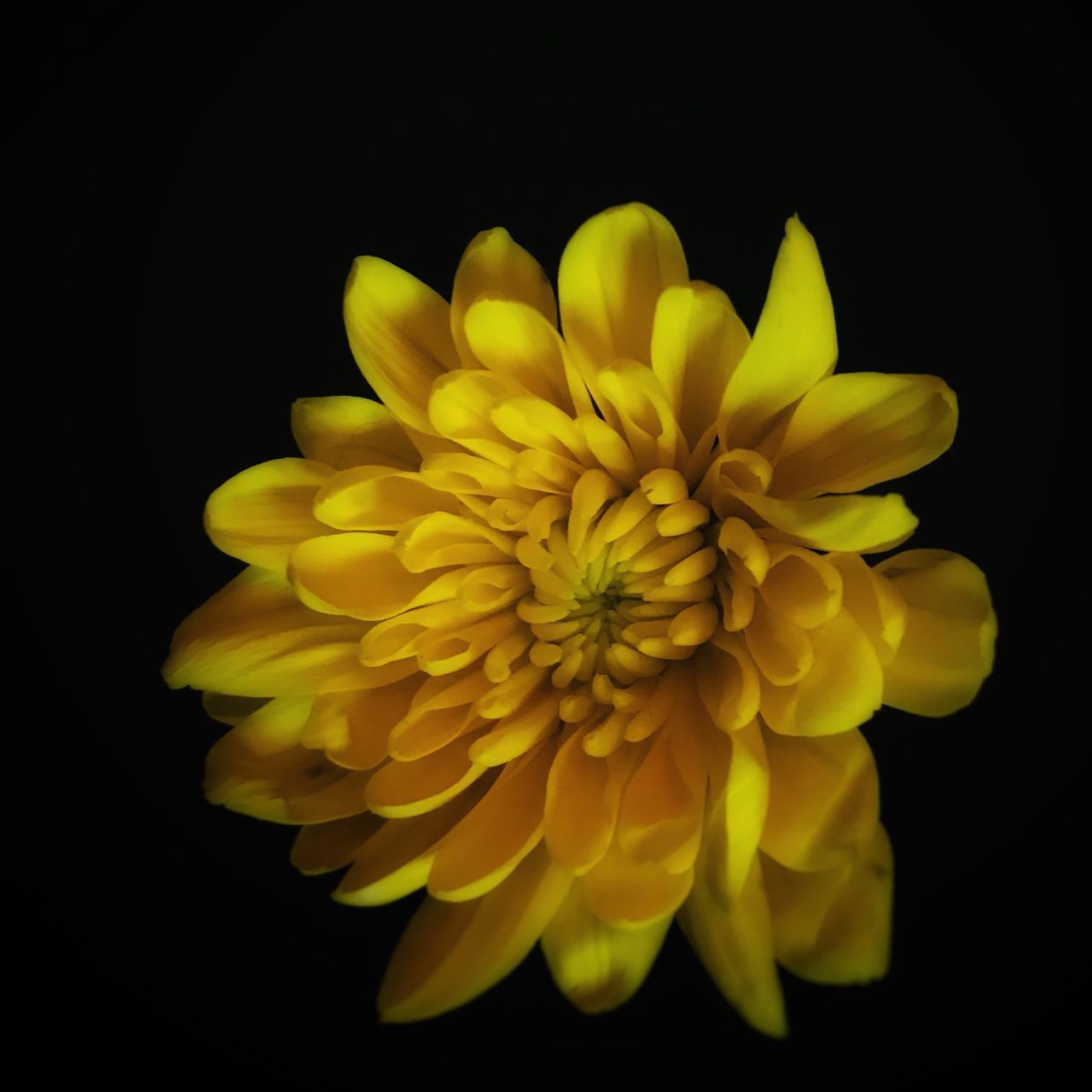 CLOSE-UP OF YELLOW FLOWER