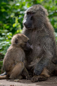 Baboon feeding infant in forest