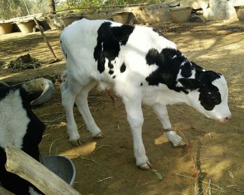 High angle view of cow standing