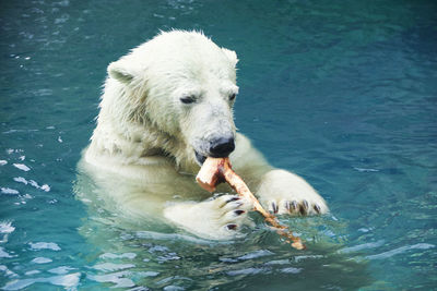 High angle view of polar bear biting stick in mouth