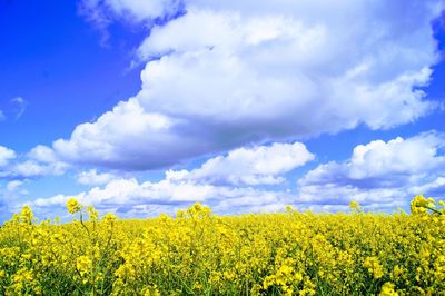 Scenic view of oilseed rape field against cloudy sky