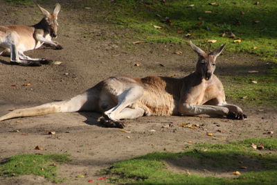 Dog resting on grassy field