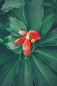 Close-up of red flower