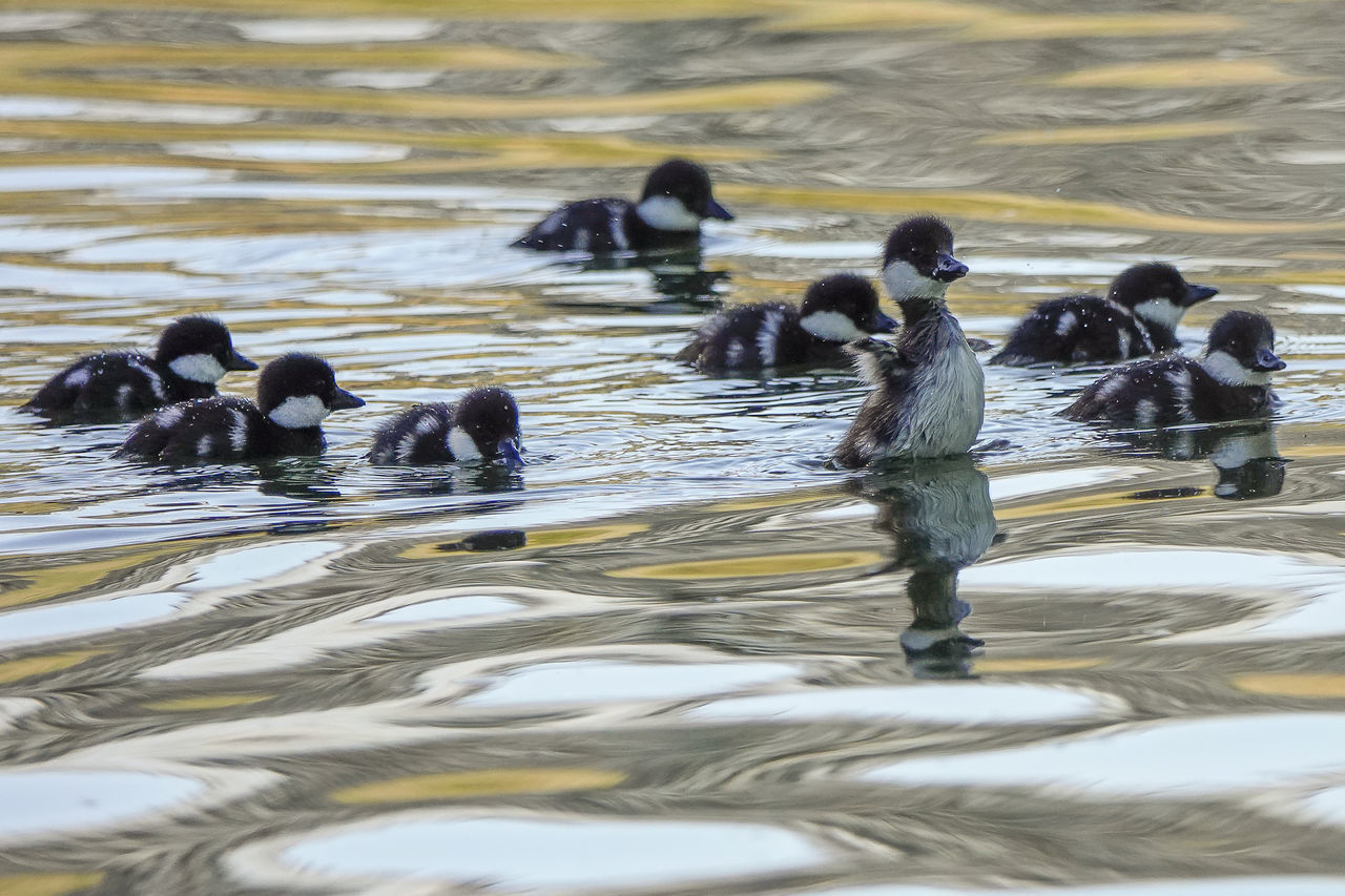 BIRDS SWIMMING IN LAKE