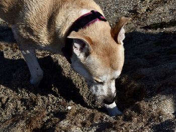 High angle view of dog