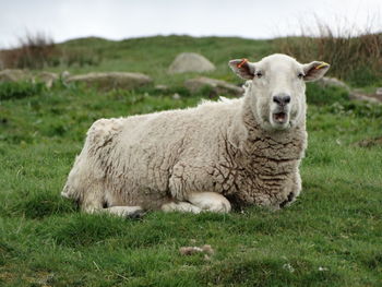 Portrait of sheep on grassy field