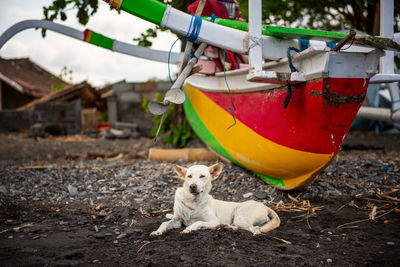 Dog lays near colorful fishing boat on black sand beach in amed village, bali, indonesia