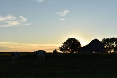 Cows grazing on field against sky during sunset