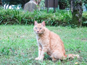 Cat on grassy field