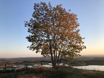 Tree by lake against sky during sunset