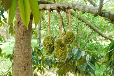 Low angle view of fruits on tree