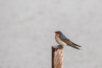 Bird perching on wooden post