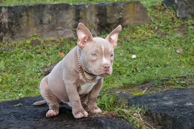 Portrait of pocket bully sitting outdoors