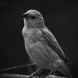 Close-up of bird perching