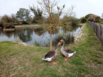 View of birds on lakeshore
