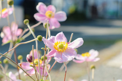 Close-up of pink flowering plant