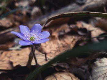 Close-up of purple flowering plant