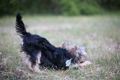 Close-up of a dog on field