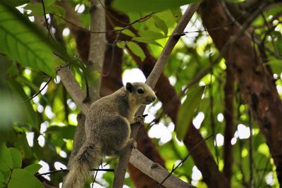 Low angle view of a squirrel on tree