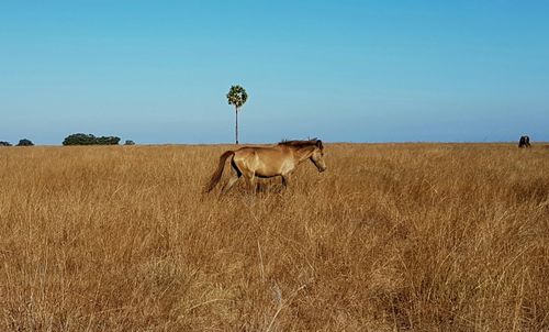 Horse in farm against clear sky