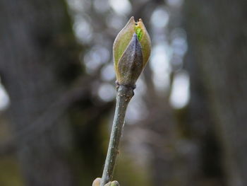 Close-up of plant against blurred background