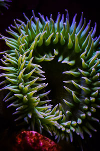 Close-up of coral in aquarium