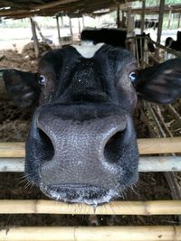 Close-up of cow