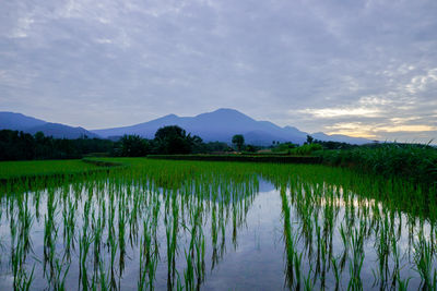 landscape