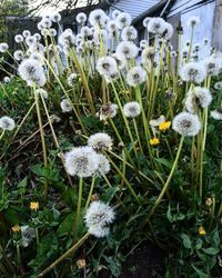 Close-up of white flowering plants on field