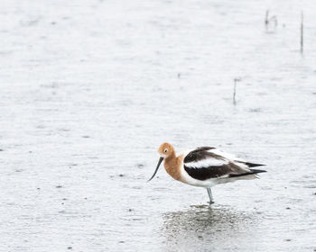 Side view of a bird on beach