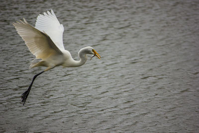 Bird flying over lake