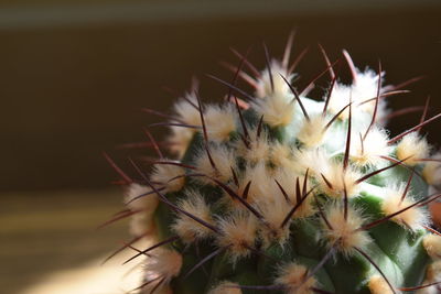 Flowering succulent plant