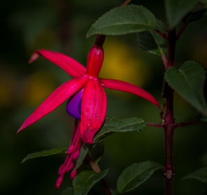 Close-up of red flower