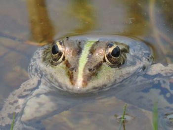 Close-up portrait of turtle swimming in water