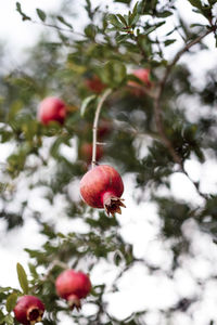 Close-up of red berries growing on tree