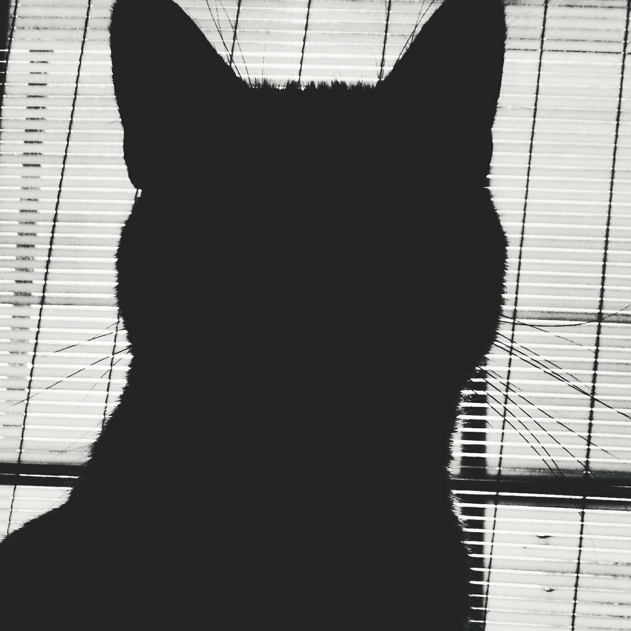 SILHOUETTE OF CAT