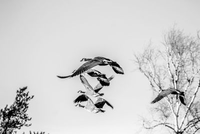 Low angle view of bird flying against clear sky